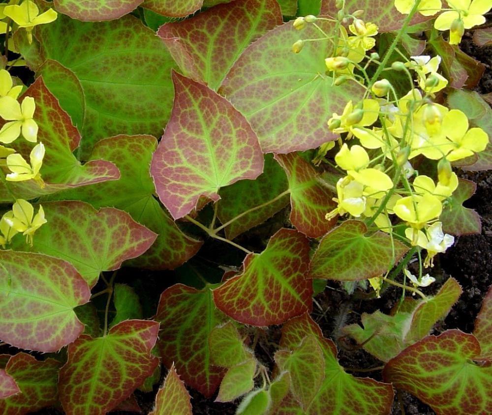 Icariin Comes From Epimedium Plant